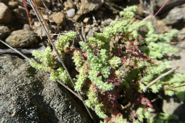 Hairy rupturewort
