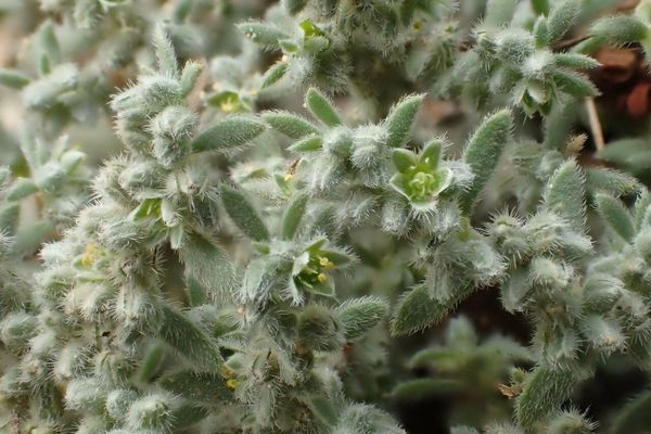 Gray rupturewort