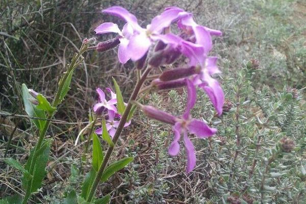 Hesperis laciniata
