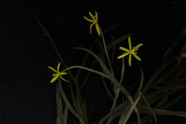 Water star-grass