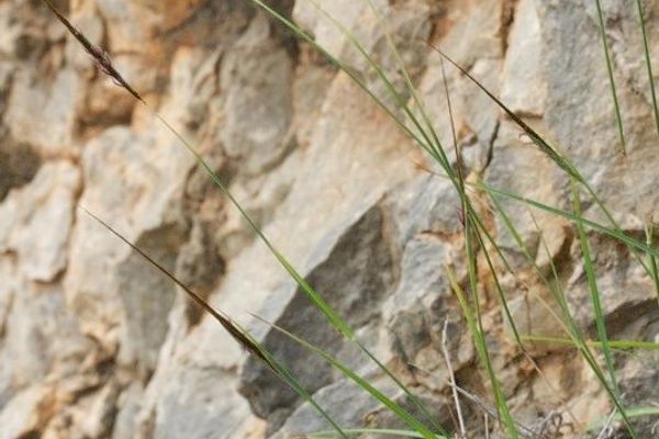 Black spear grass