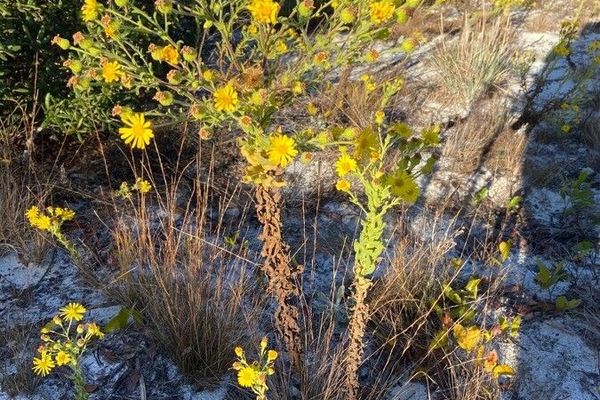 Camphor daisy