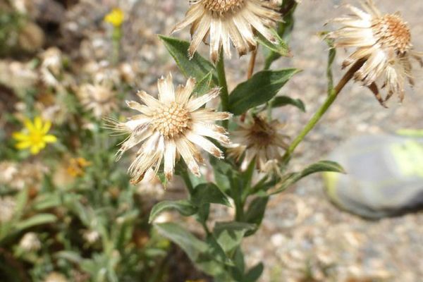 Hairy false golden-aster