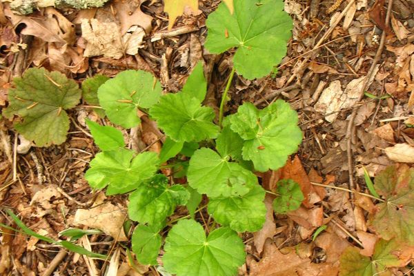 Alumroot