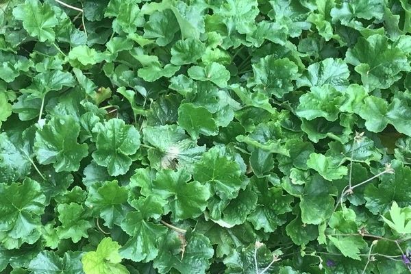 Mat alumroot