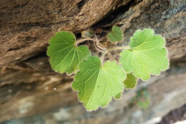 Richardson's alumroot