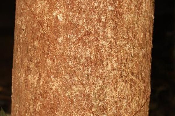 Hevea guianensis