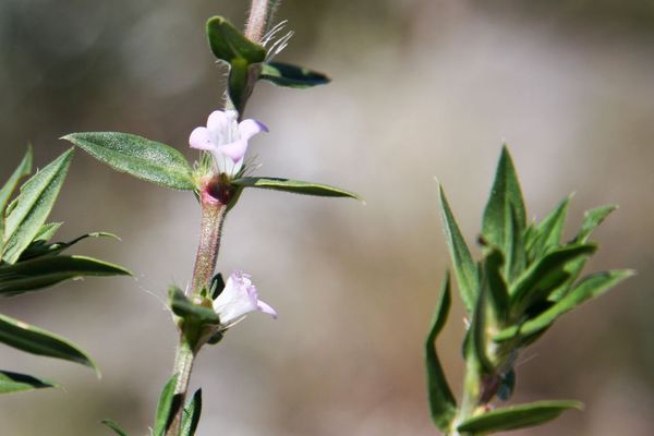 Hexasepalum apiculatum