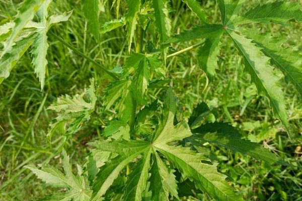 Indian-hemp