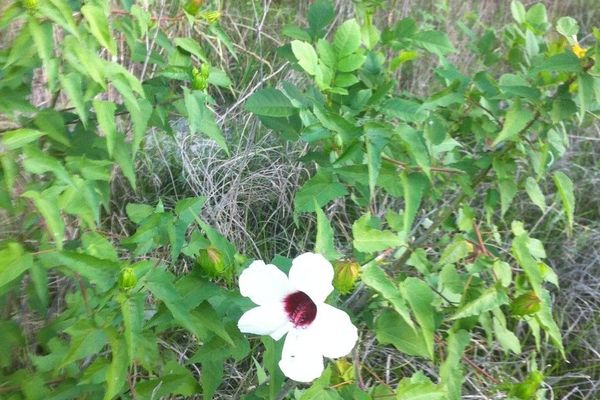 Scarlet rose-mallow