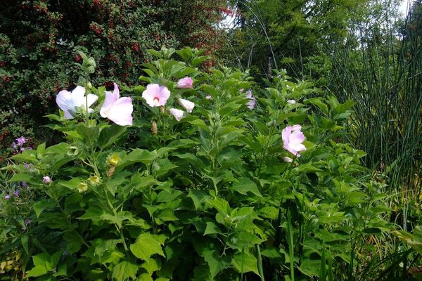Mallow-rose