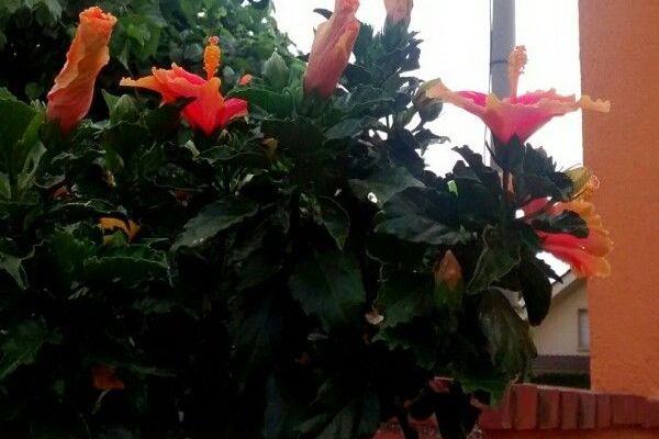 Chinese hibiscus