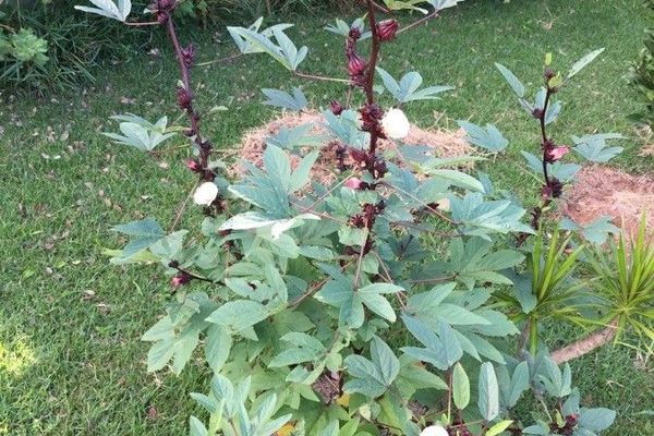 Indian-sorrel