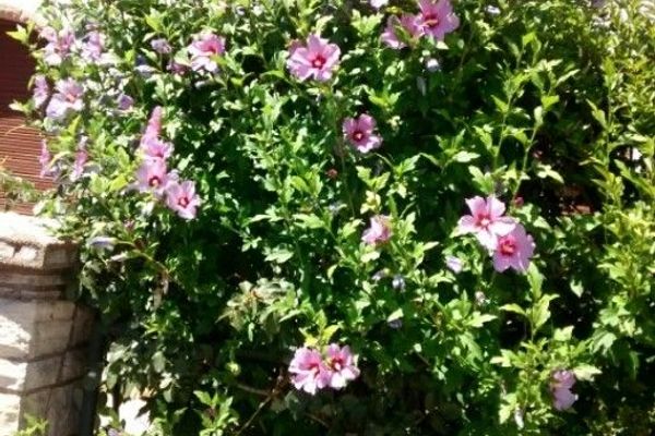 Rose-of-sharon