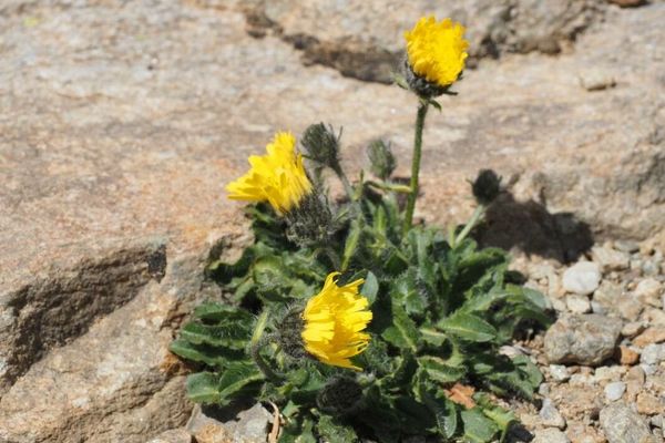 Alpine hawkweed