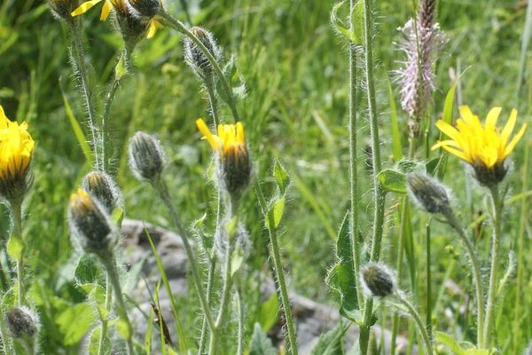 Sticky hawkweed