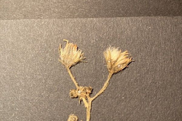 Hieracium caesium