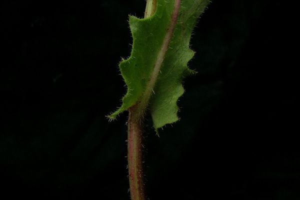 Fine-bracted hawkweed