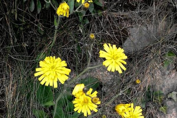 Hieracium glaucinum