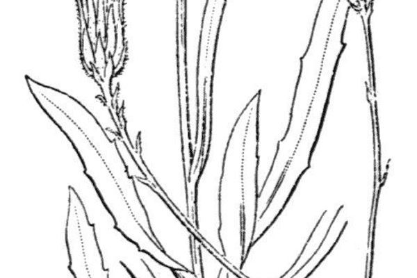 Hieracium glaucum