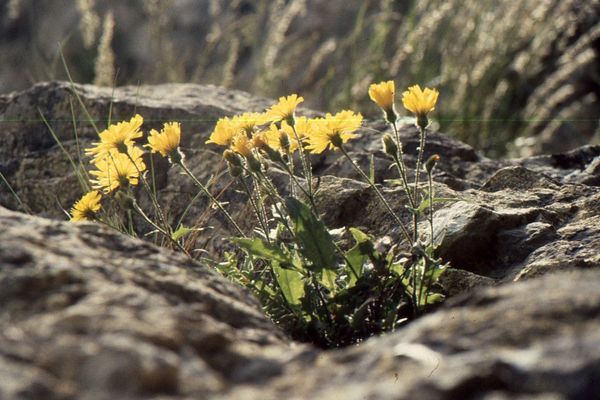 Hieracium humile