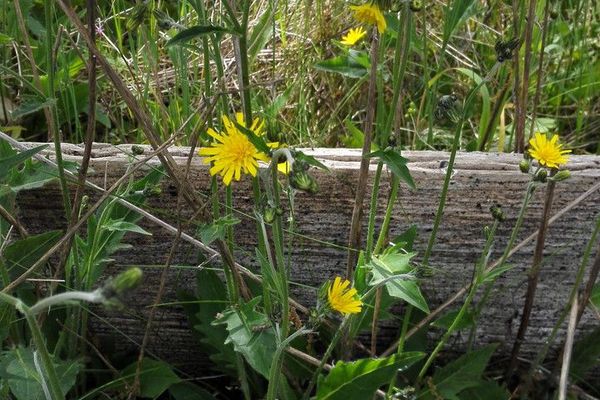 Common hawkweed