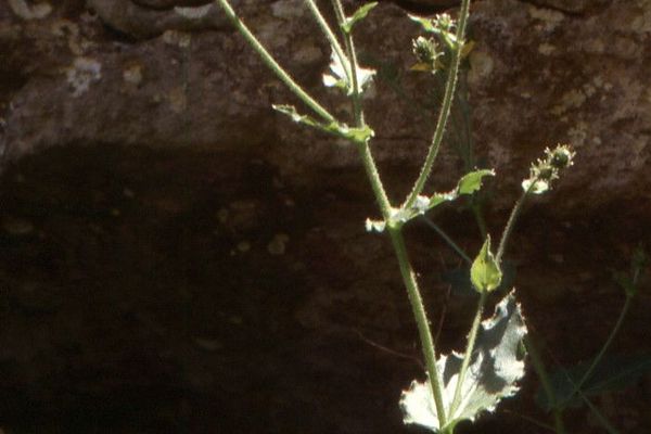 Hieracium lawsonii