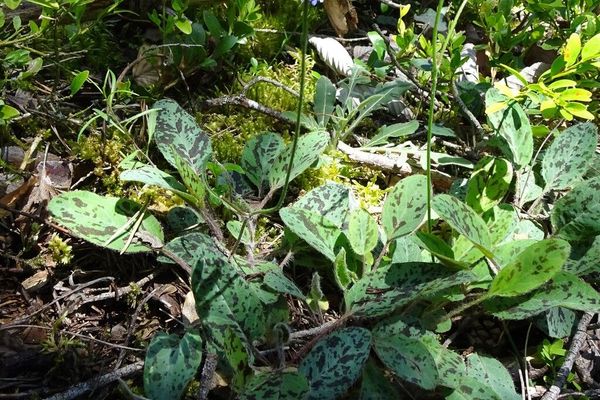 Spotted hawkweed