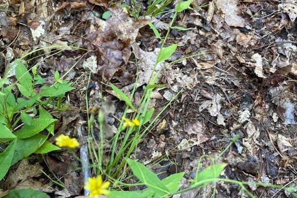 Allegheny hawkweed