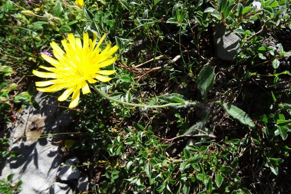 Hawkweed