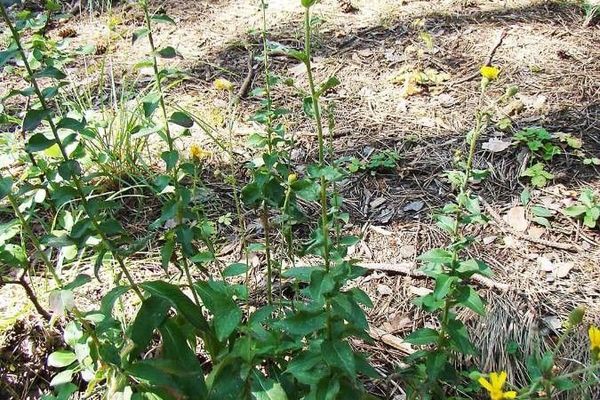 Hieracium racemosum