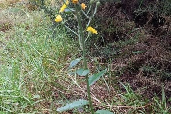 New england hawkweed