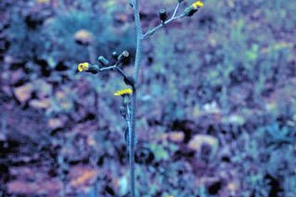 Rough hawkweed