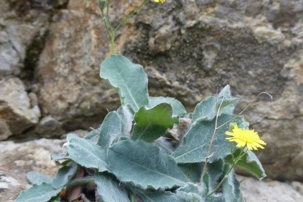 Hieracium tomentosum