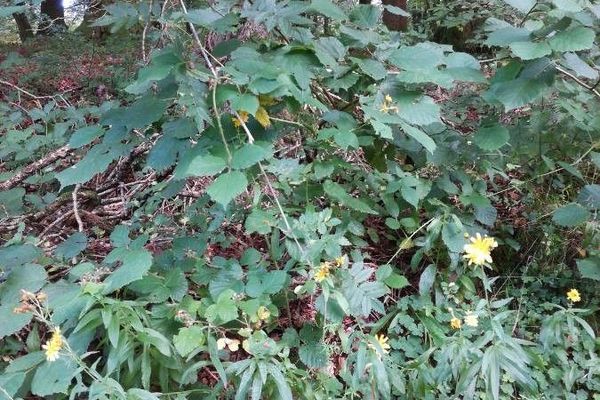Narrow-leaf hawkweed
