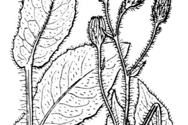 Hieracium valdepilosum