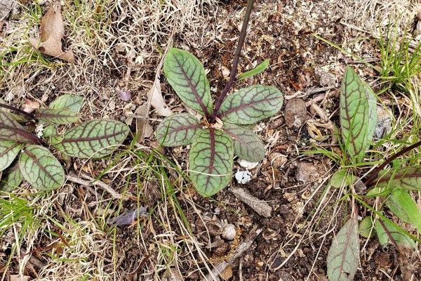 Rattlesnakeweed