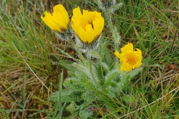 Woolly hawkweed