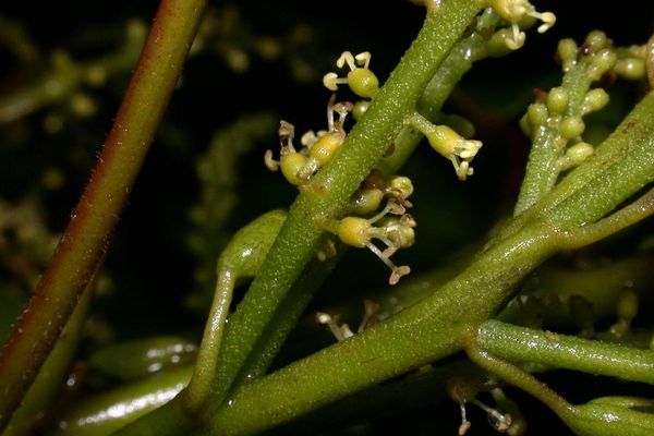 Hieronyma alchorneoides