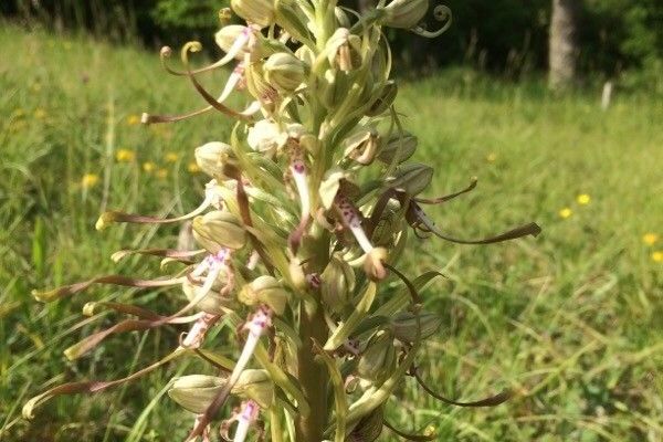 Lizard orchid