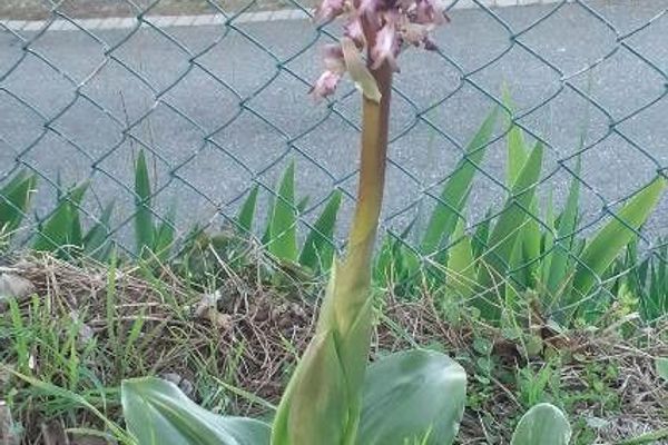 Giant orchid