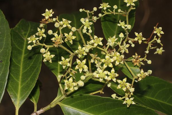 Medicine vine