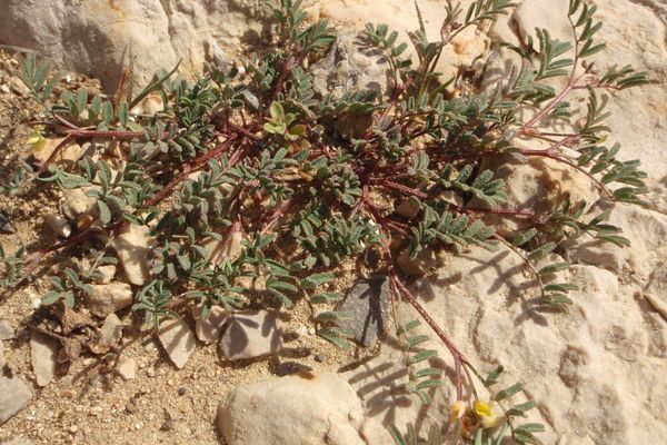 Hippocrepis ciliata