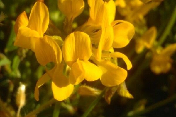 Horseshoe-vetch