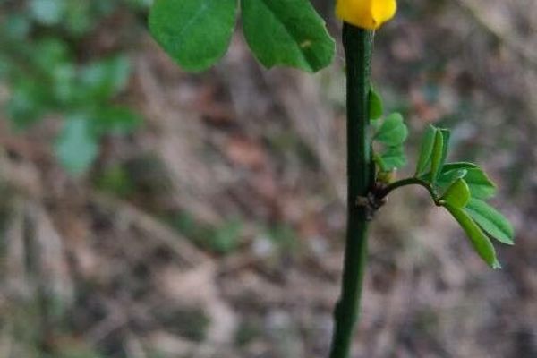 Scorpion-senna