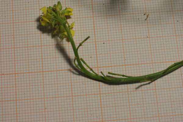 Hoary mustard