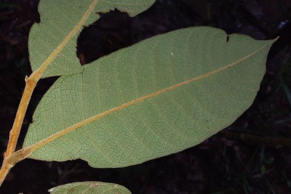 Hirtella glandulosa