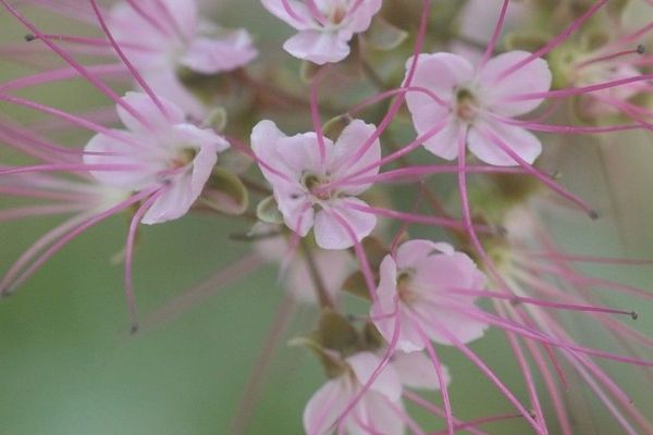 Hirtella racemosa