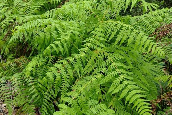 Batwing fern