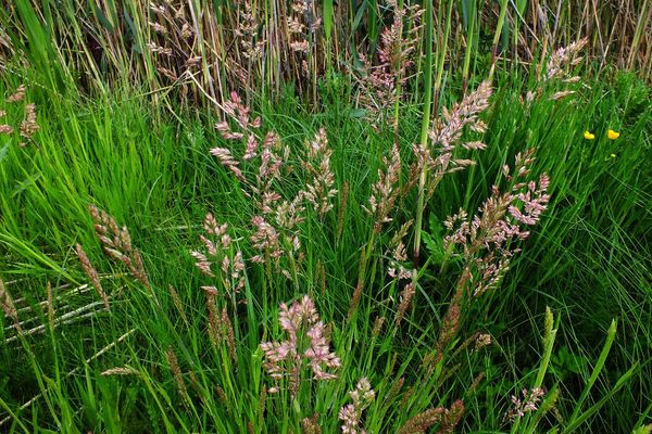 German velvet grass